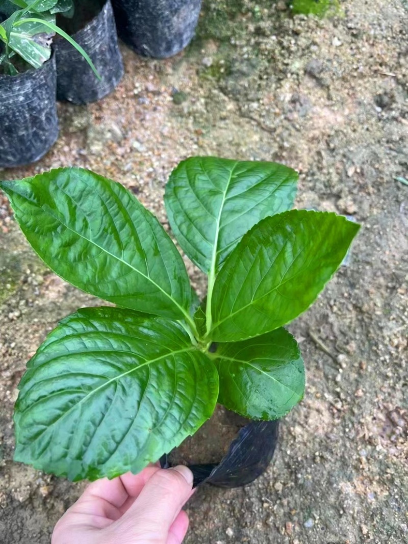八仙花
