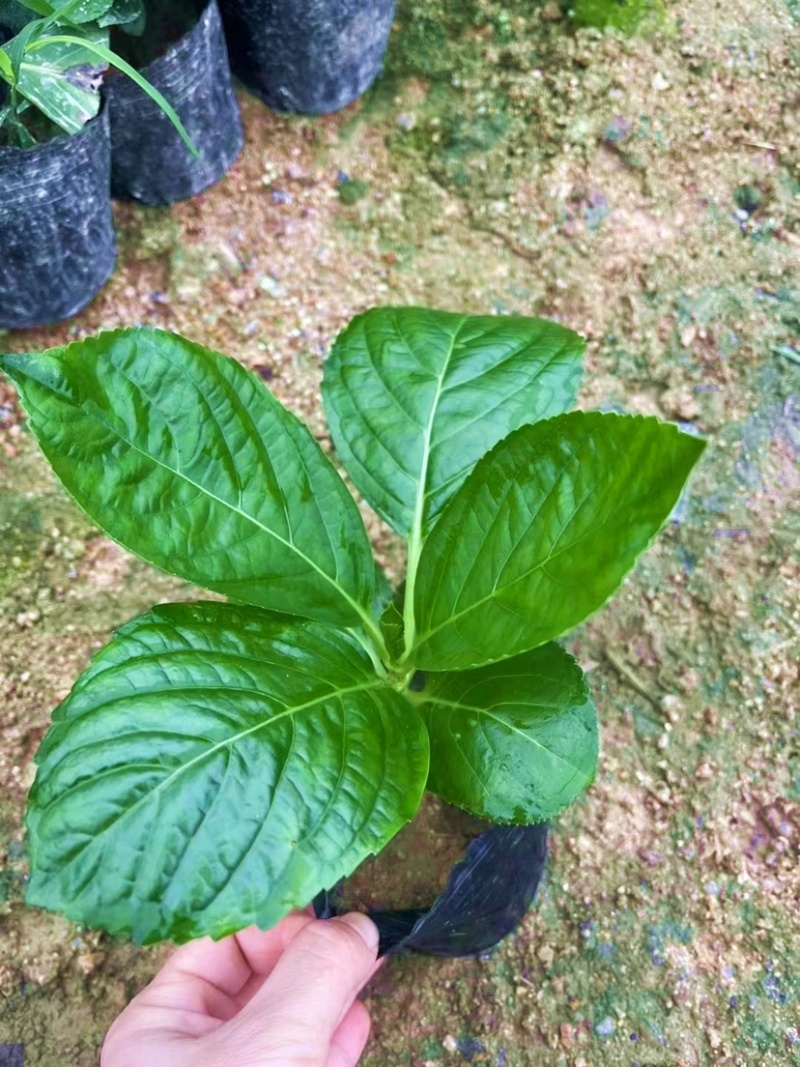 八仙花