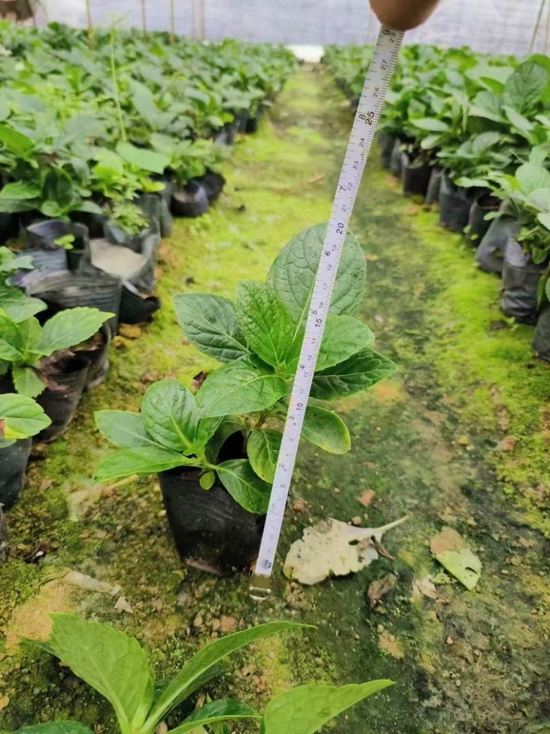 八仙花