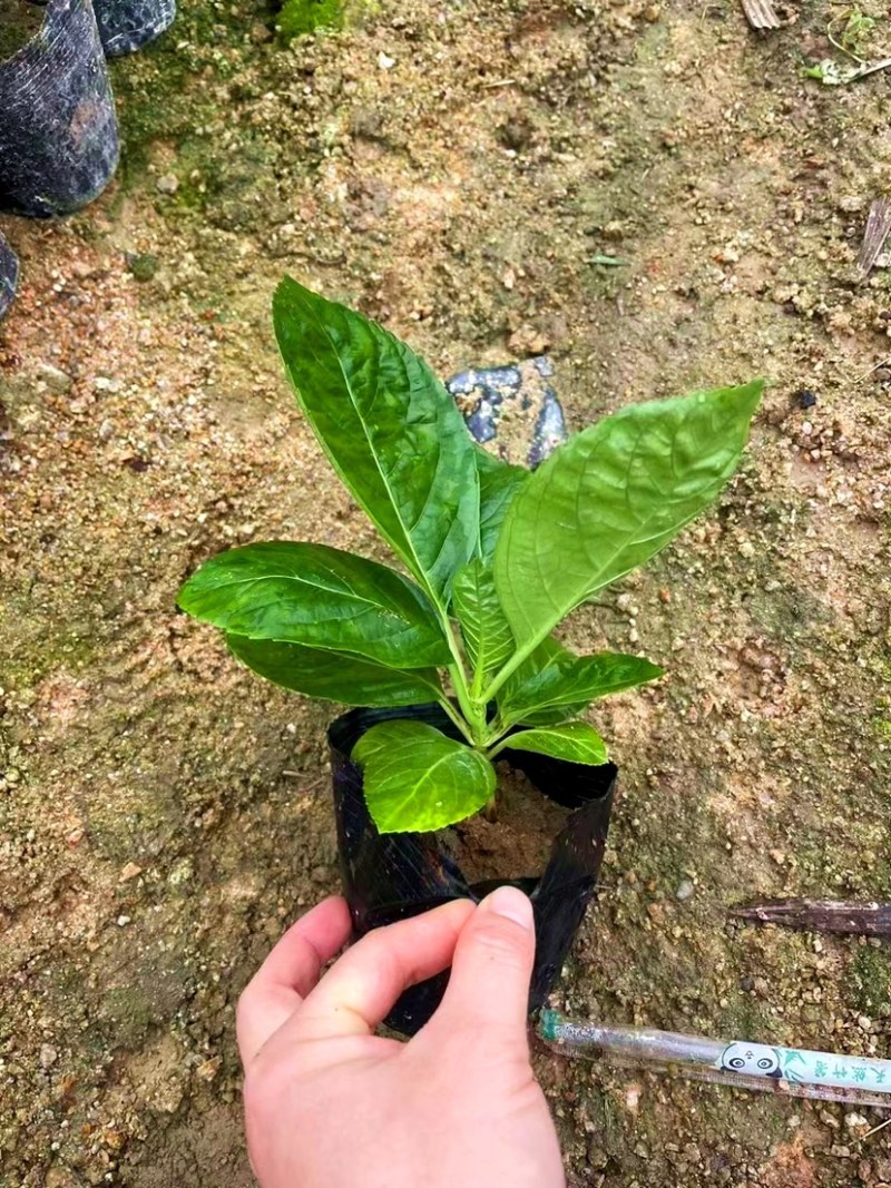 八仙花