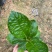 八仙花