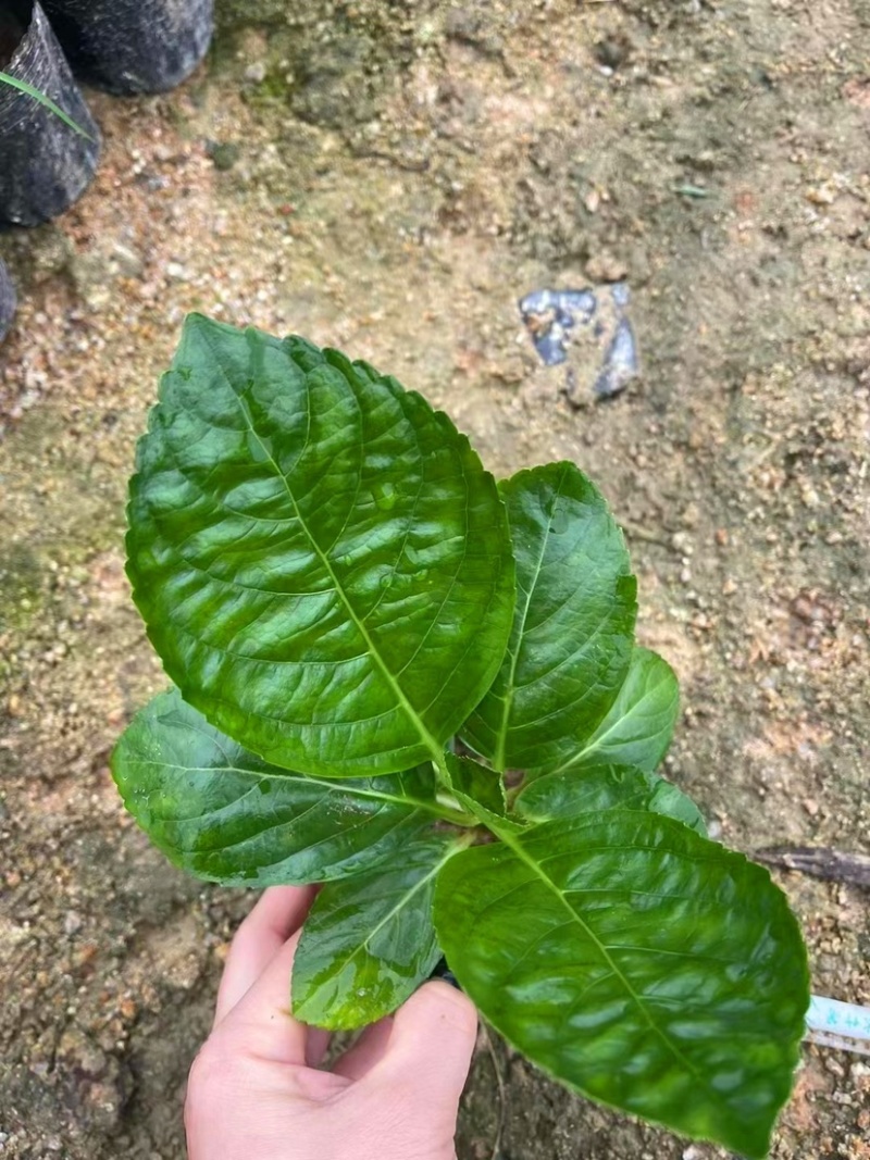 八仙花