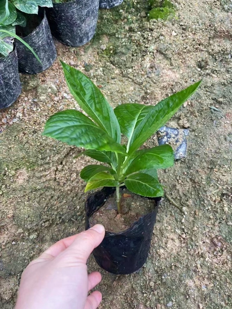 八仙花