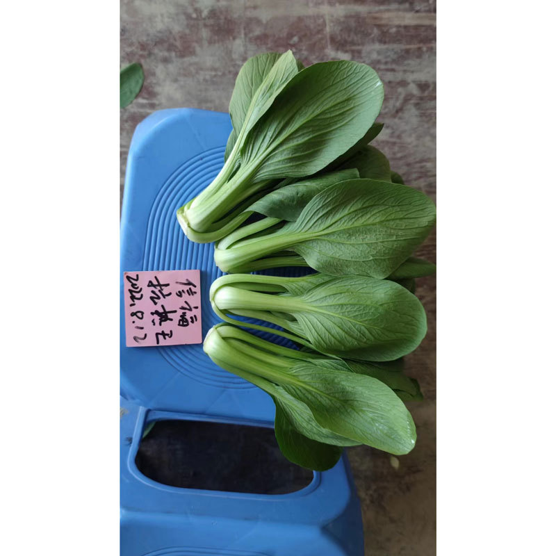 信福抗热王耐热耐湿青梗菜种子油亮上海青种子100克原装