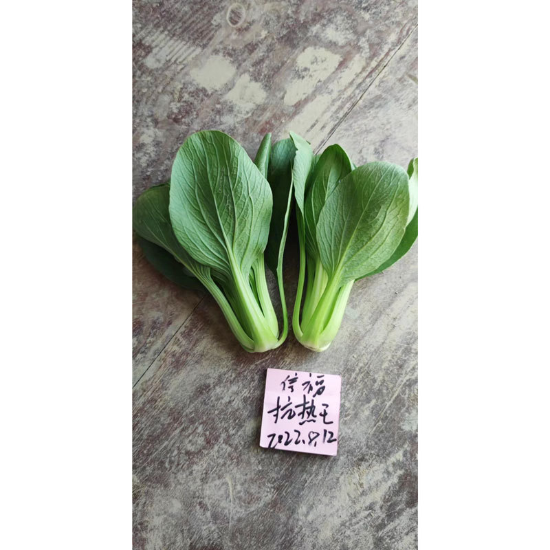 信福抗热王耐热耐湿青梗菜种子油亮上海青种子100克原装