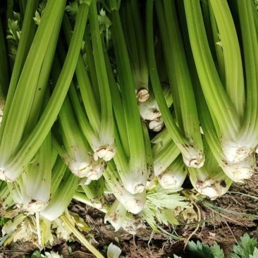 蔬菜
