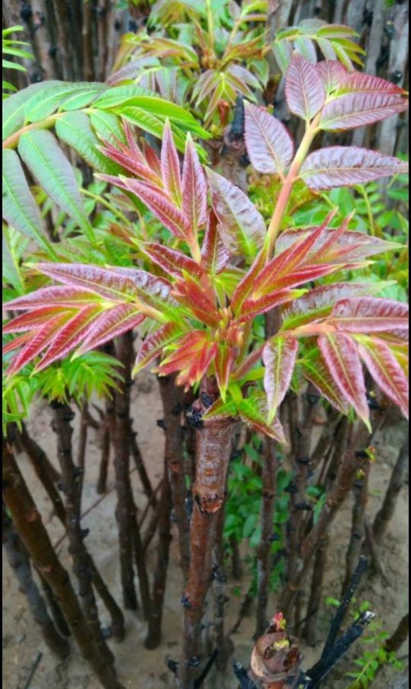 泰安红油香椿苗