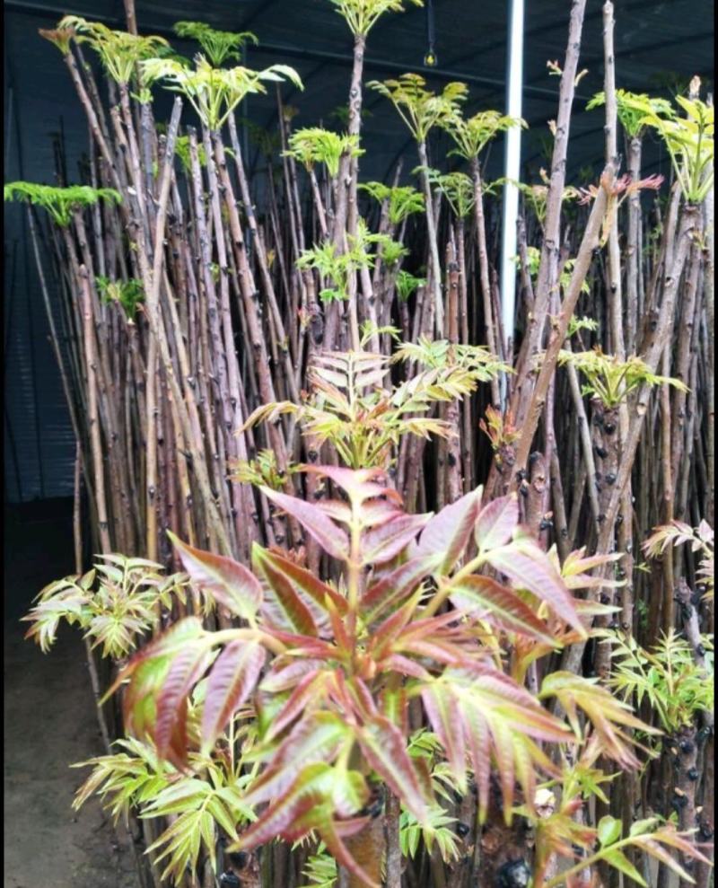 泰安红油香椿苗