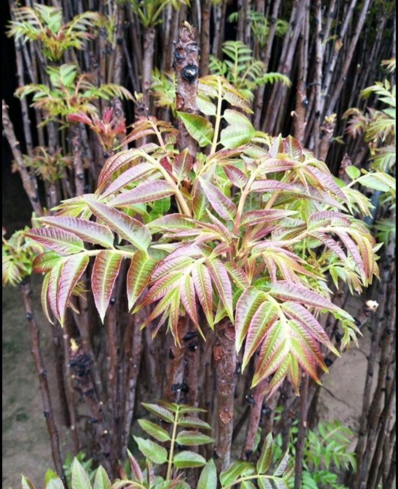 泰安红油香椿苗