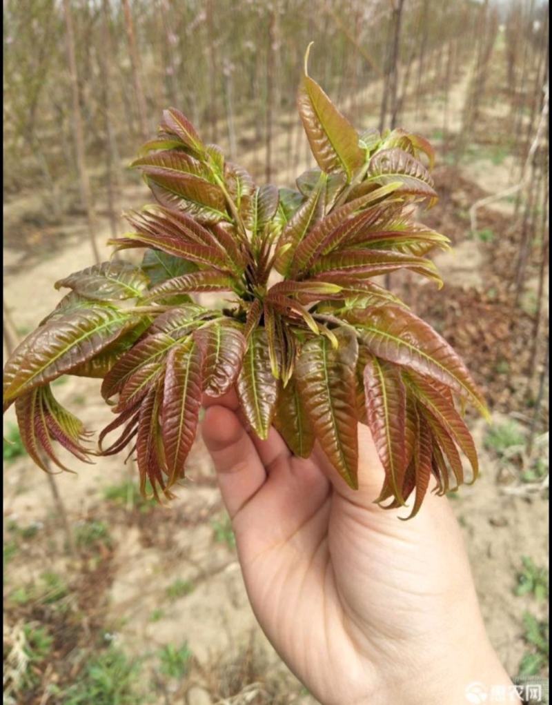 泰安红油香椿苗