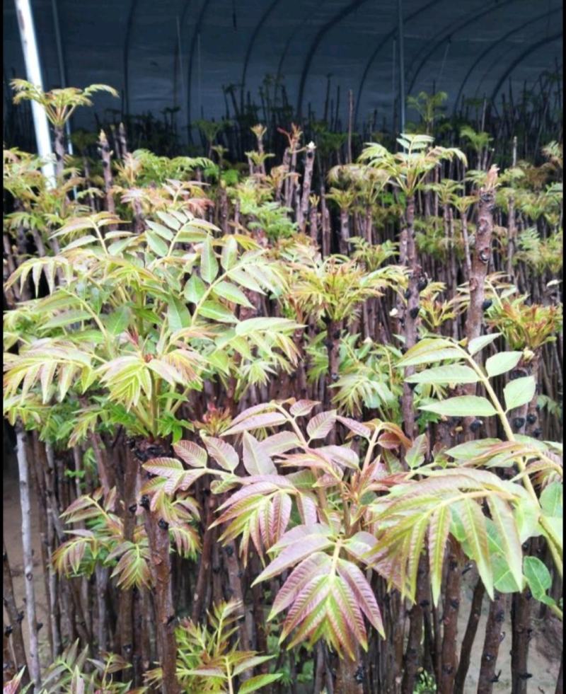 泰安红油香椿苗