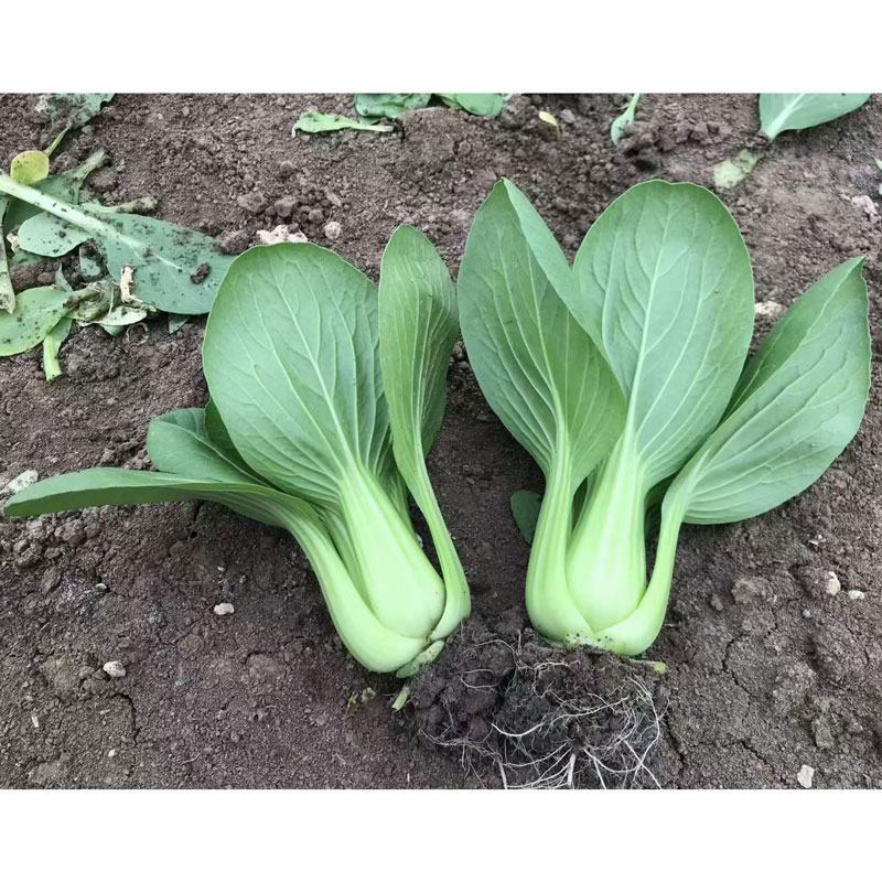 信福夏抗青梗菜种子耐热耐湿油亮上海青种子1原装发货