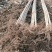 大量出售各种规格107杨树苗量大从优