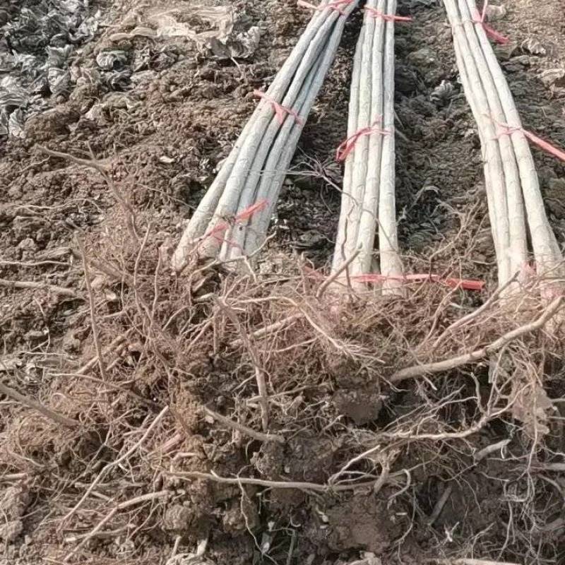 大量出售各种规格107杨树苗量大从优