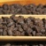 茉莉香茶化石500g