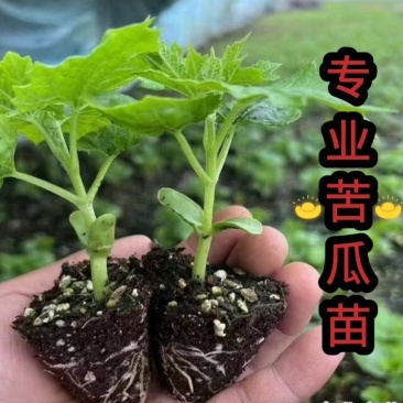 苦瓜苗大全，油绿高中低档杂交齐顶苦瓜苗，厂家直发。