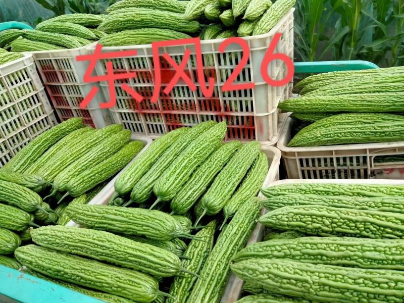 苦瓜苗大全，油绿高中低档杂交齐顶苦瓜苗，厂家直发。