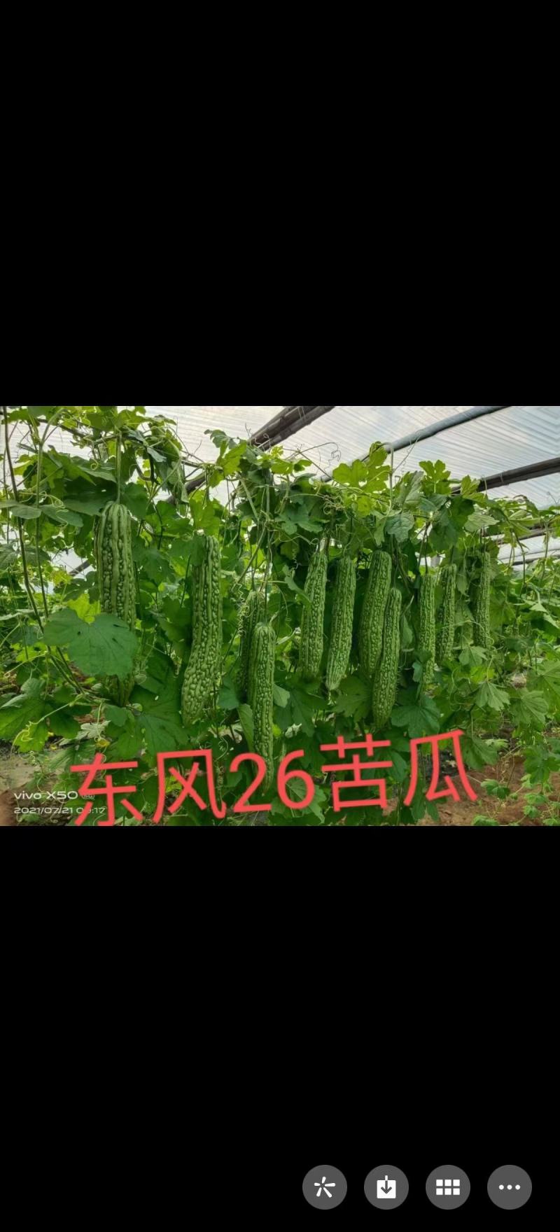 苦瓜苗大全，油绿高中低档杂交齐顶苦瓜苗，厂家直发。