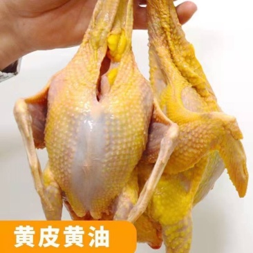 精品老鸽，乳鸽，原粮乳鸽，鸽胗工厂直发