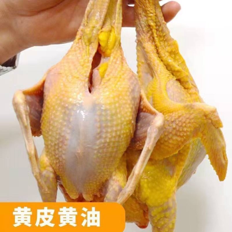精品老鸽，乳鸽，原粮乳鸽，鸽胗工厂直发
