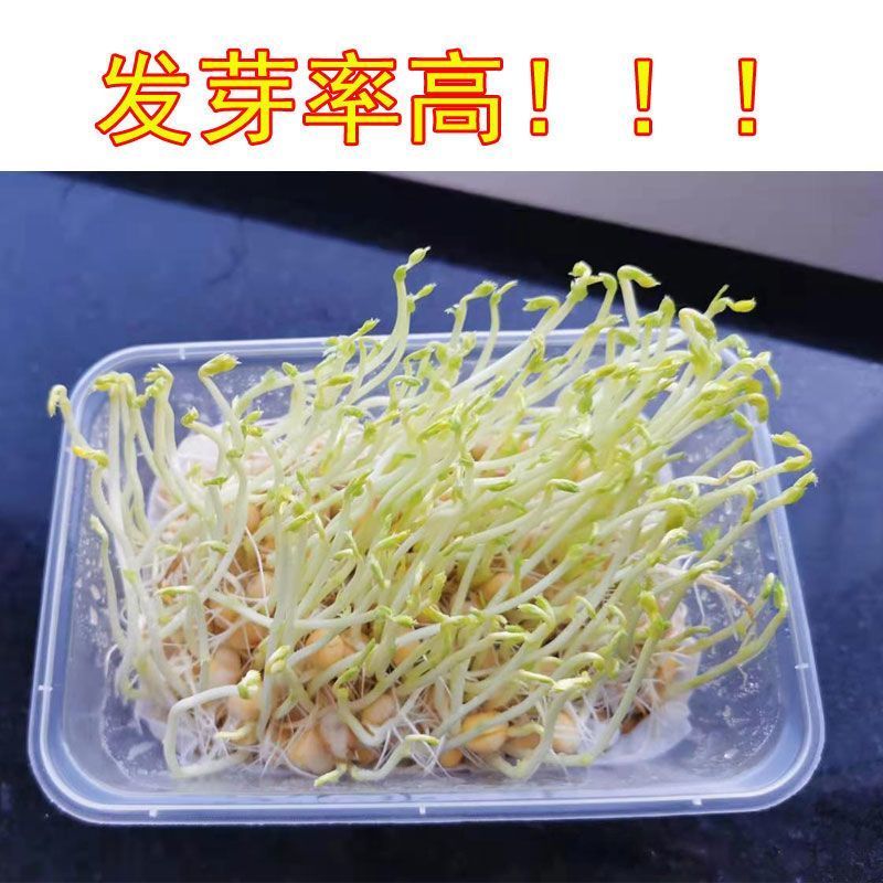 白豌豆东北生豌豆干豌豆鸽粮喂鸽子发芽酿酒重庆小面磨面散装
