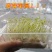 白豌豆东北生豌豆干豌豆鸽粮喂鸽子发芽酿酒重庆小面磨面散装