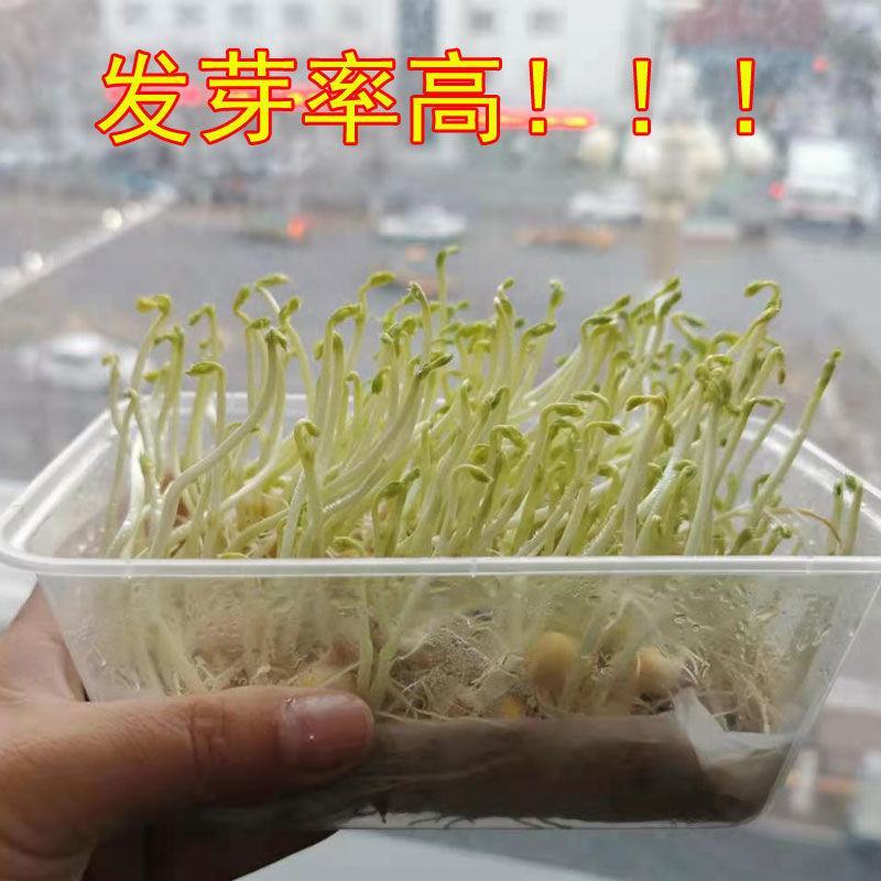 白豌豆东北生豌豆干豌豆鸽粮喂鸽子发芽酿酒重庆小面磨面散装