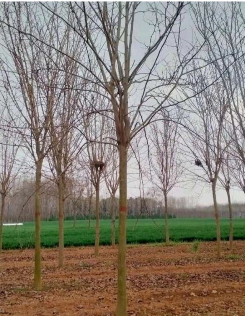 巨紫荆