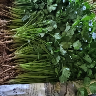 云南蔬菜晋宁区香菜，产地发货，一手货源，冷库打冷