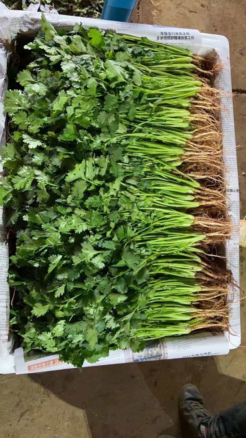 云南蔬菜晋宁区香菜，产地发货，一手货源，冷库打冷