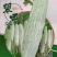 脆雪苦瓜种子，10克