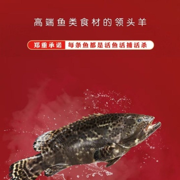 三去石斑鱼，老虎斑，深海斑鱼，可以清蒸的斑鱼！