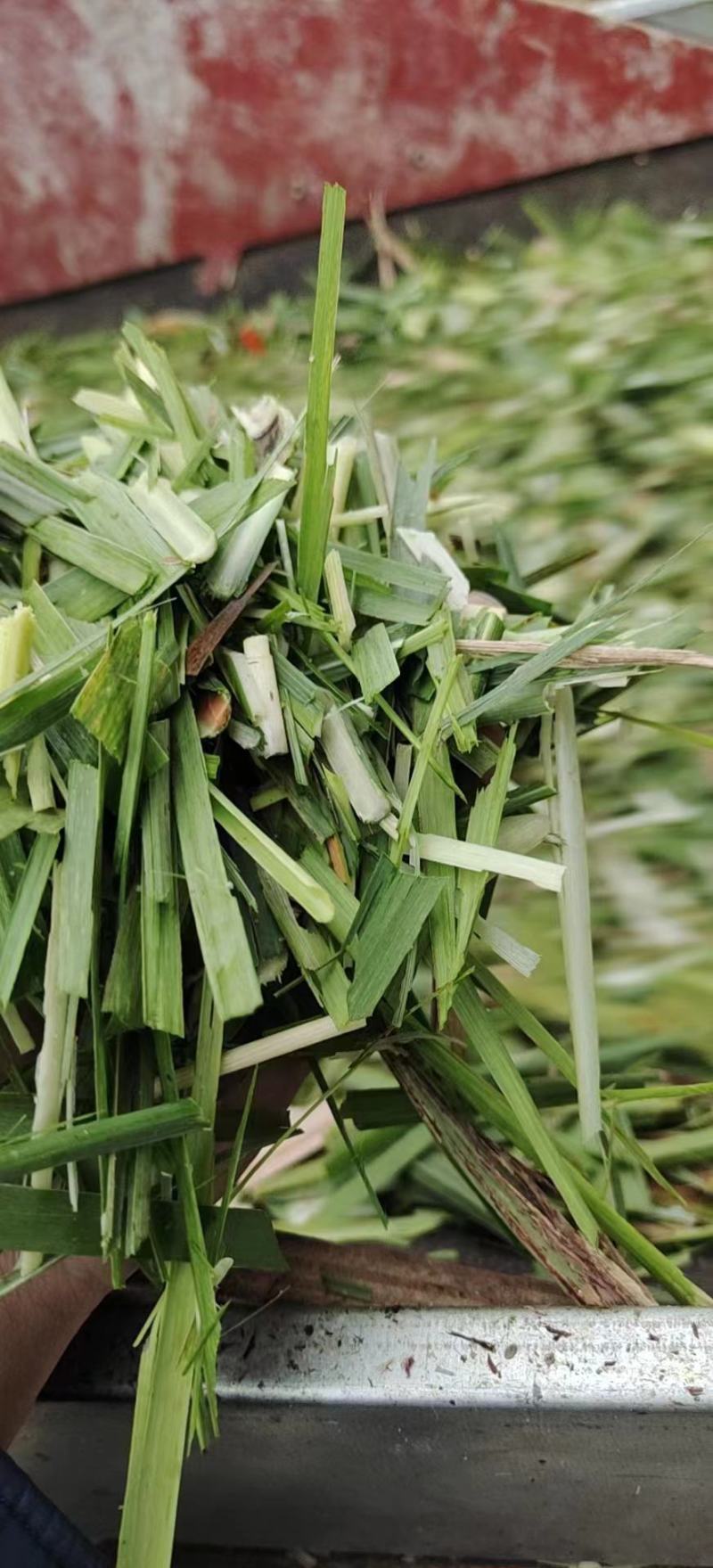 玉米杆，甘蔗尾，麦草