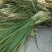 玉米杆，甘蔗尾，麦草