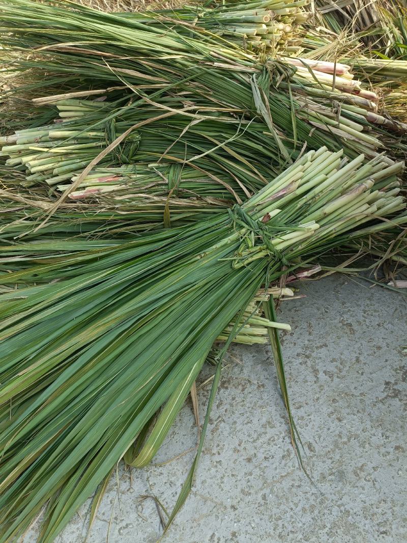 玉米杆，甘蔗尾，麦草