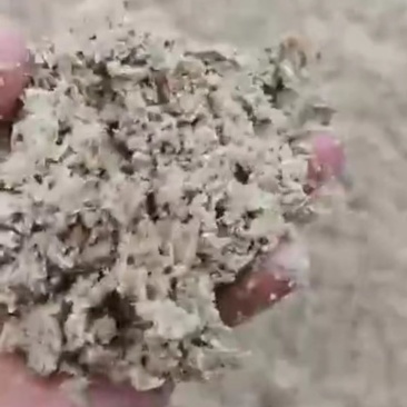 啤酒糟