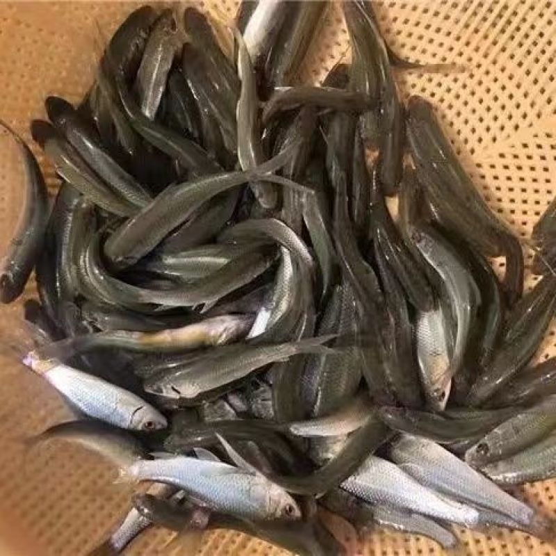 淡水乌头鱼苗冷水淡水养殖乌鱼梭鱼养殖鱼苗