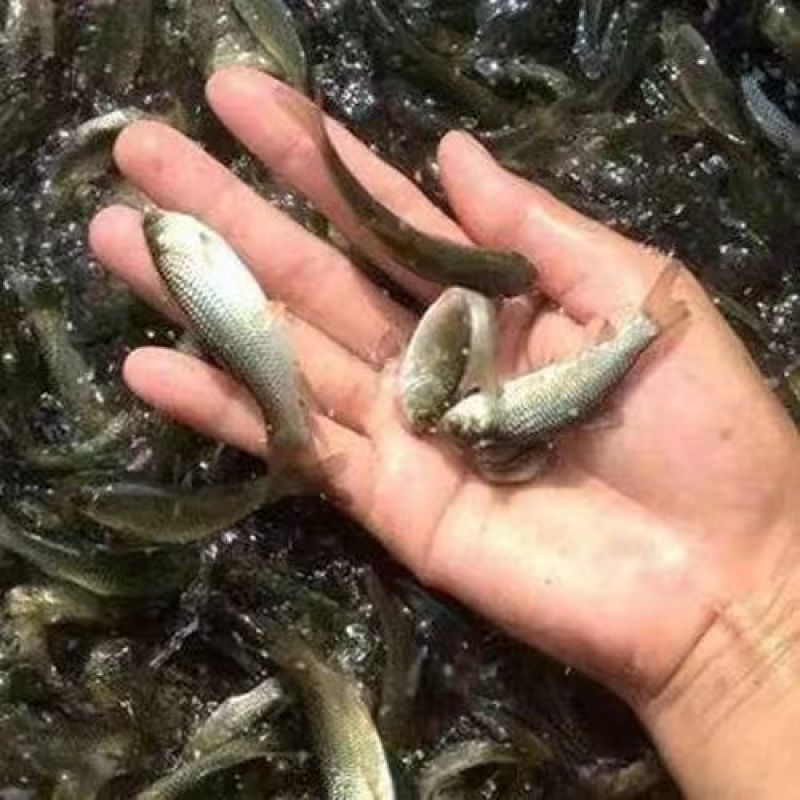 淡水乌头鱼苗冷水淡水养殖乌鱼梭鱼养殖鱼苗