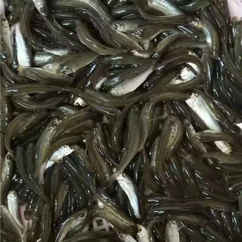 淡水乌头鱼苗冷水淡水养殖乌鱼梭鱼养殖鱼苗