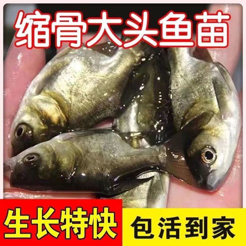 优质缩骨大头鱼苗仙骨大头鱼优质胖头鱼苗缩骨花鲢锁骨大头鳙