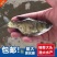 优质缩骨大头鱼苗仙骨大头鱼优质胖头鱼苗缩骨花鲢锁骨大头鳙