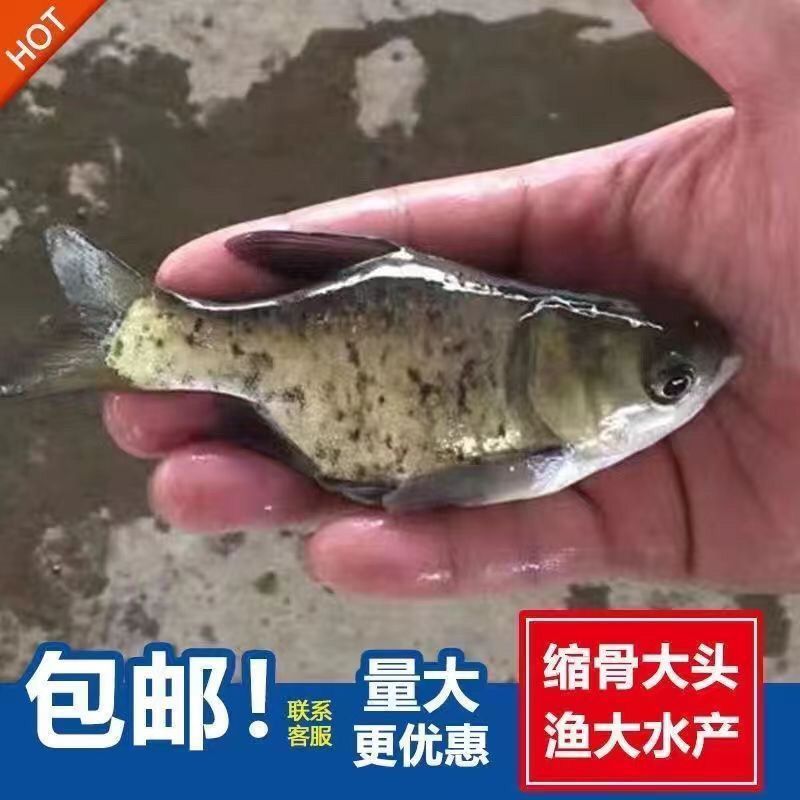 优质缩骨大头鱼苗仙骨大头鱼优质胖头鱼苗缩骨花鲢锁骨大头鳙