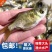 优质缩骨大头鱼苗仙骨大头鱼优质胖头鱼苗缩骨花鲢锁骨大头鳙