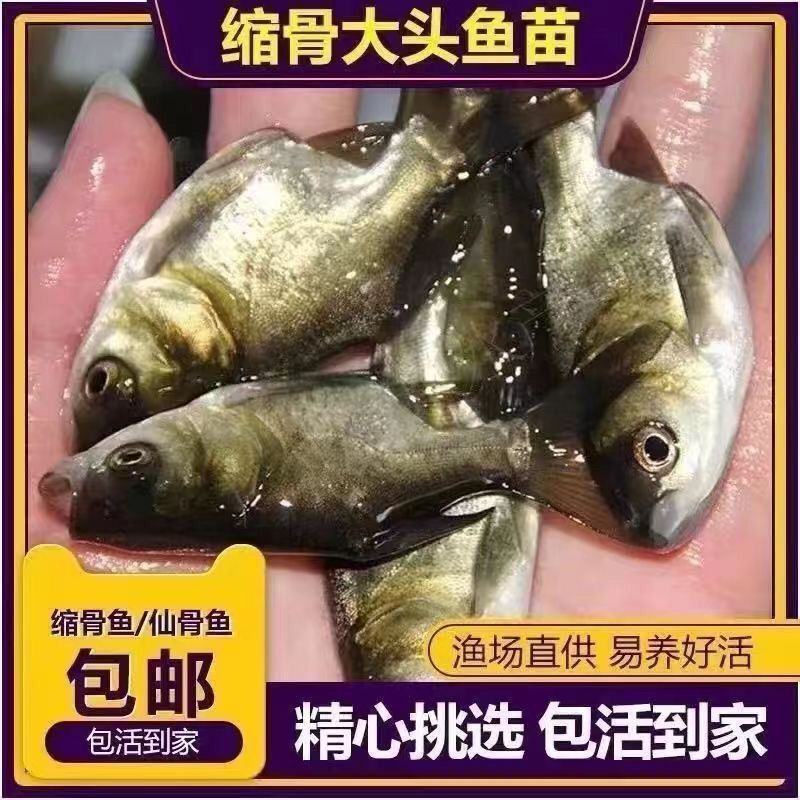 优质缩骨大头鱼苗仙骨大头鱼优质胖头鱼苗缩骨花鲢锁骨大头鳙