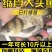 优质缩骨大头鱼苗仙骨大头鱼优质胖头鱼苗缩骨花鲢锁骨大头鳙