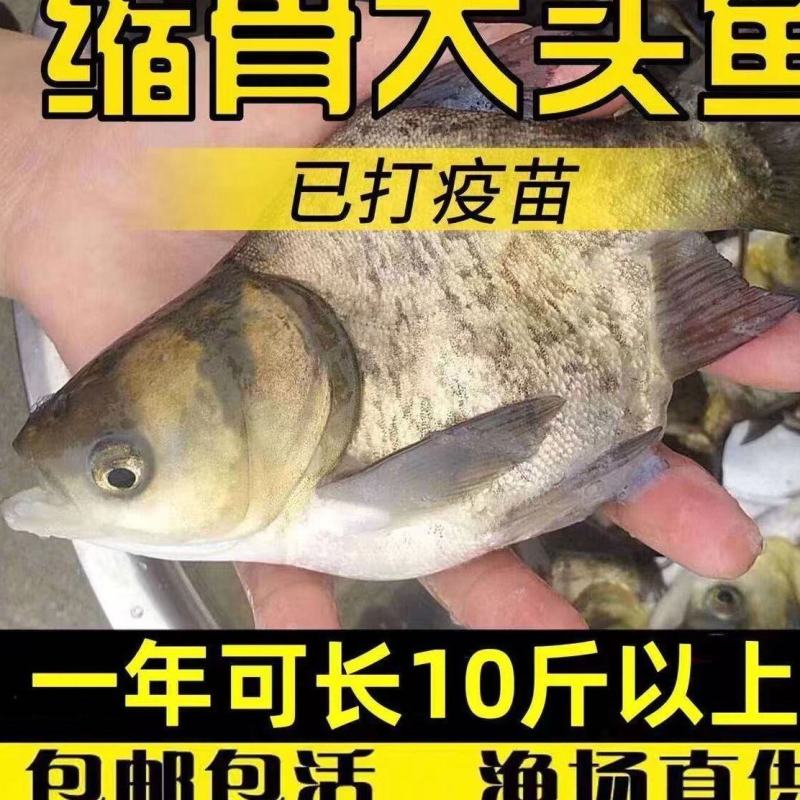 优质缩骨大头鱼苗仙骨大头鱼优质胖头鱼苗缩骨花鲢锁骨大头鳙