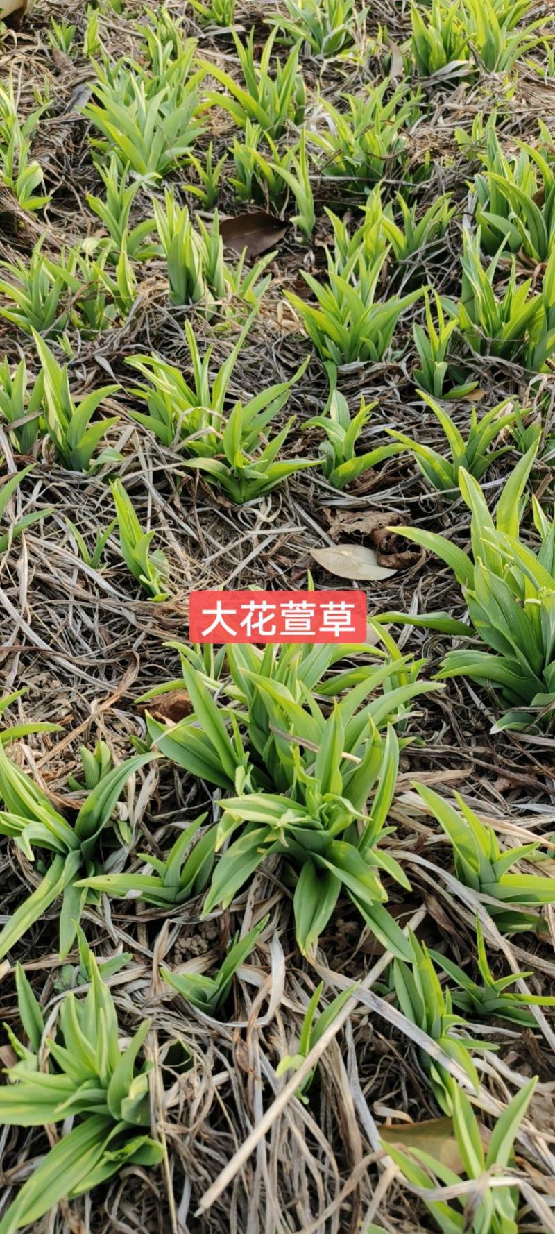 大花萱草高度8-15公分上车价0.15元一芽