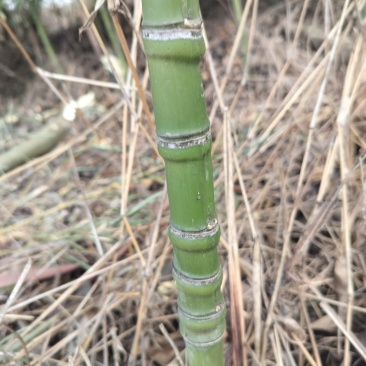 罗汉竹