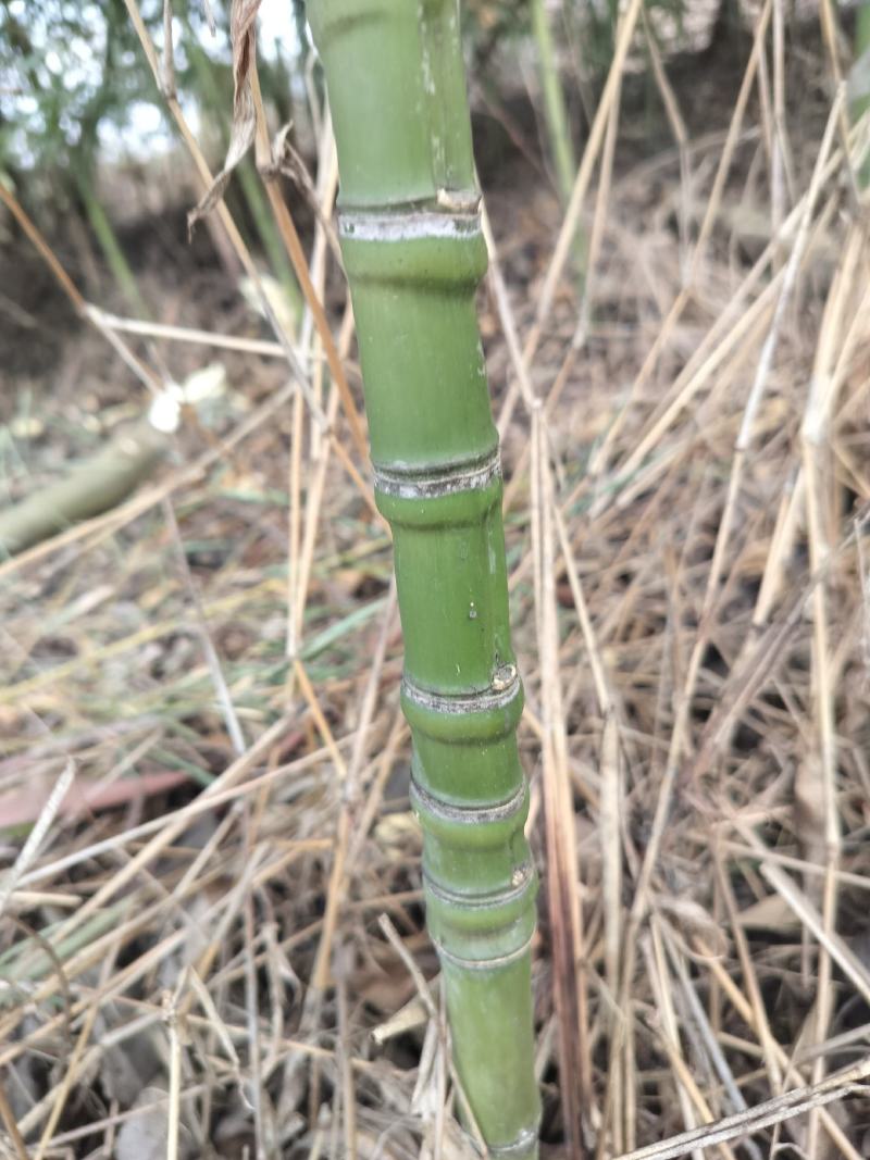 罗汉竹