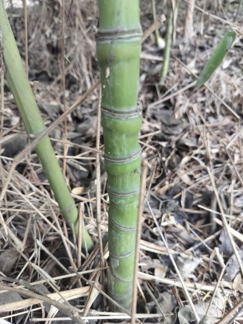 罗汉竹